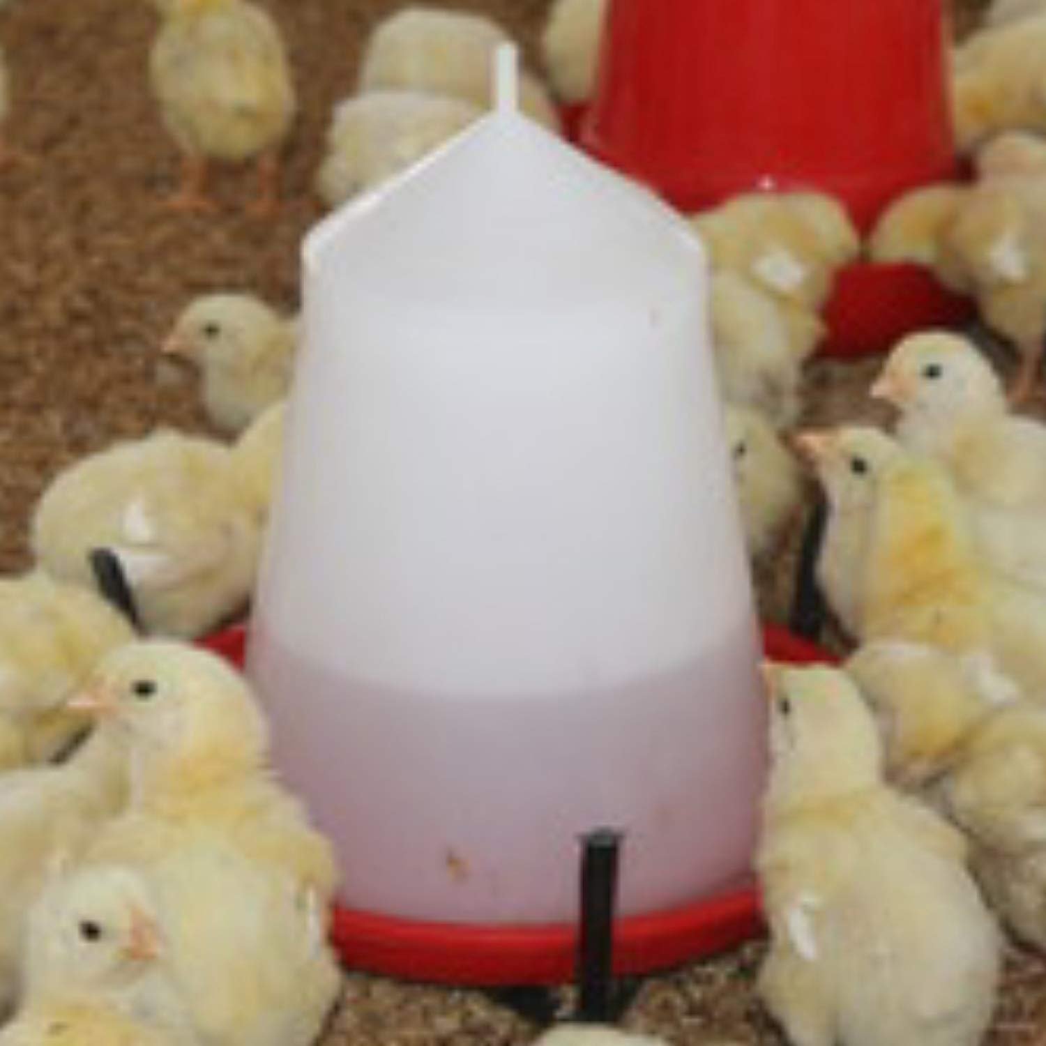 chick drinker with stand – 2.5l water feeder for 40 chicks | poultry supplies chick drinker with stand – 2.5l water feeder for 40 chicks | poultry supplies