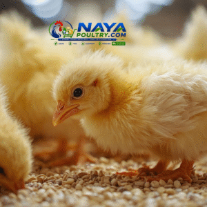 🐥 premium broiler chicks
